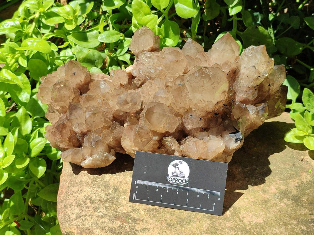 Natural XL Smokey Citrine Phantom Quartz Cluster x 1 From Luena, Congo