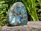Polished Labradorite Standing Free Forms x 3 From Madagascar - Toprock Gemstones and Minerals 