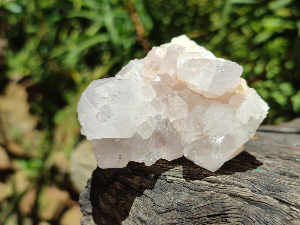 Natural White and Lilac Spirit Clusters x 6 From Boekenhouthoek, South Africa