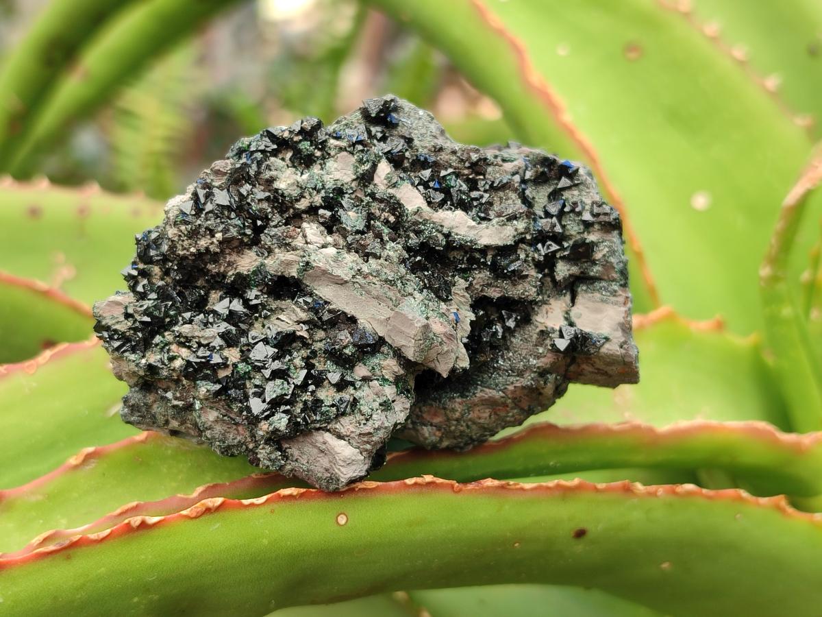 Natural Libethenite Crystals on Dolomite Matrix Specimens x 6 From Shituru, Congo
