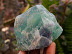 Natural Watermelon Fluorite Cobbed Specimens x 14 From Uis, Namibia