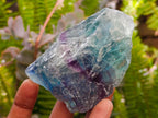 Natural Watermelon Fluorite Cobbed Specimens x 14 From Uis, Namibia