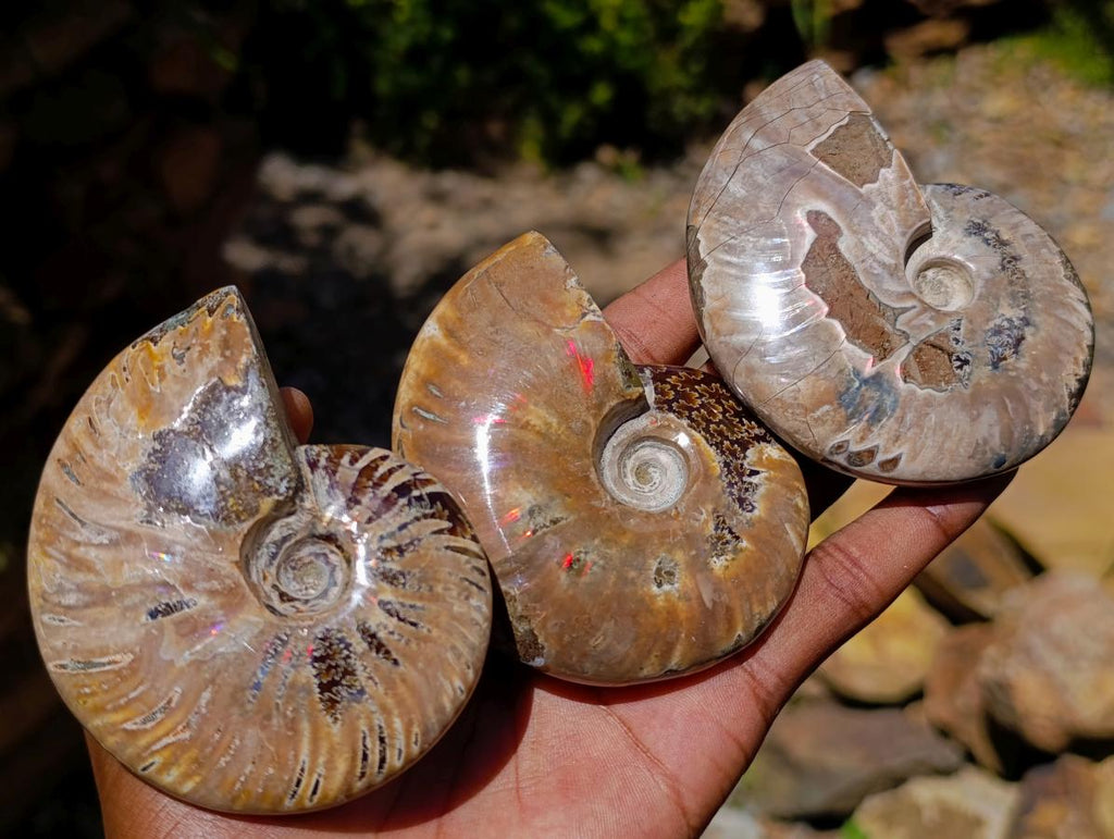 Polished Opalized Cleoniceras Ammonite Fossils x 3 From Tulear, Madagascar