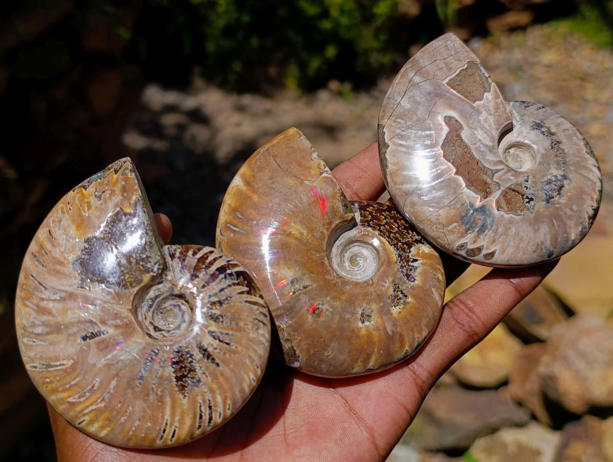 Polished Opalized Cleoniceras Ammonite Fossils x 3 From Tulear, Madagascar