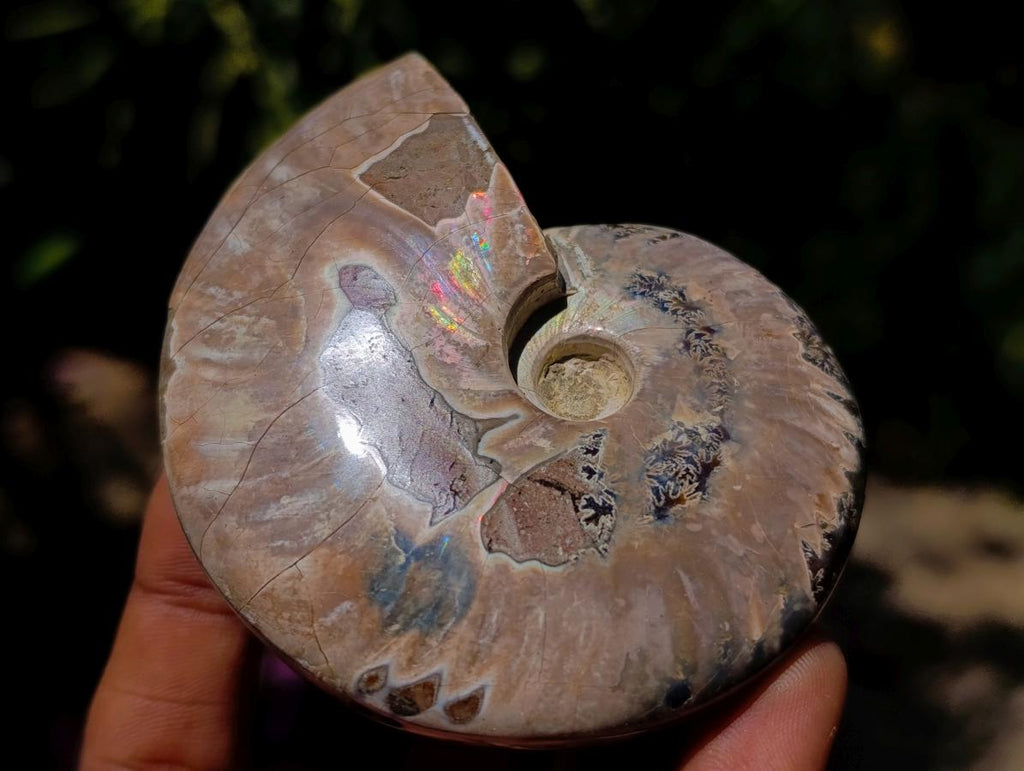 Polished Opalized Cleoniceras Ammonite Fossils x 3 From Tulear, Madagascar