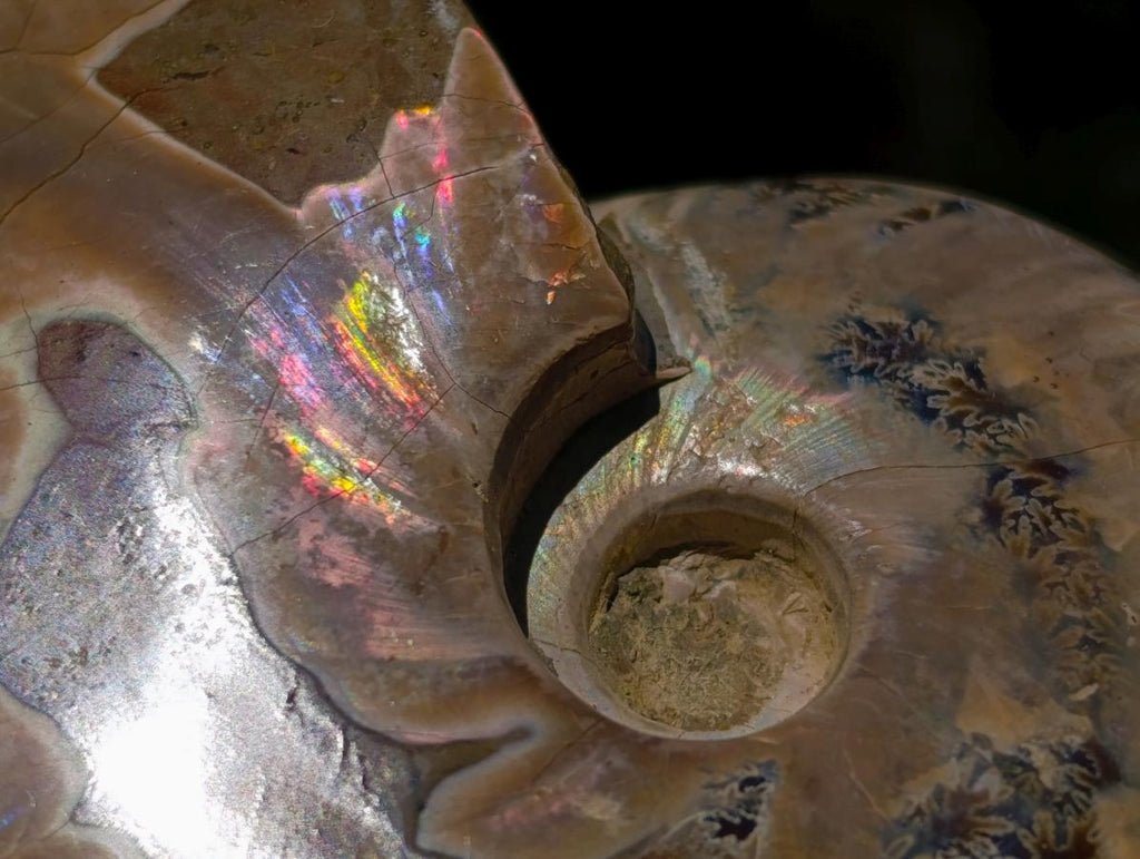 Polished Opalized Cleoniceras Ammonite Fossils x 3 From Tulear, Madagascar