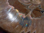 Polished Opalized Cleoniceras Ammonite Fossils x 3 From Tulear, Madagascar