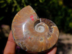 Polished Opalized Cleoniceras Ammonite Fossils x 3 From Tulear, Madagascar