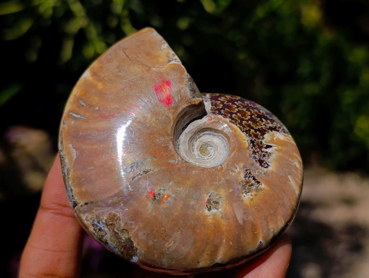 Polished Opalized Cleoniceras Ammonite Fossils x 3 From Tulear, Madagascar