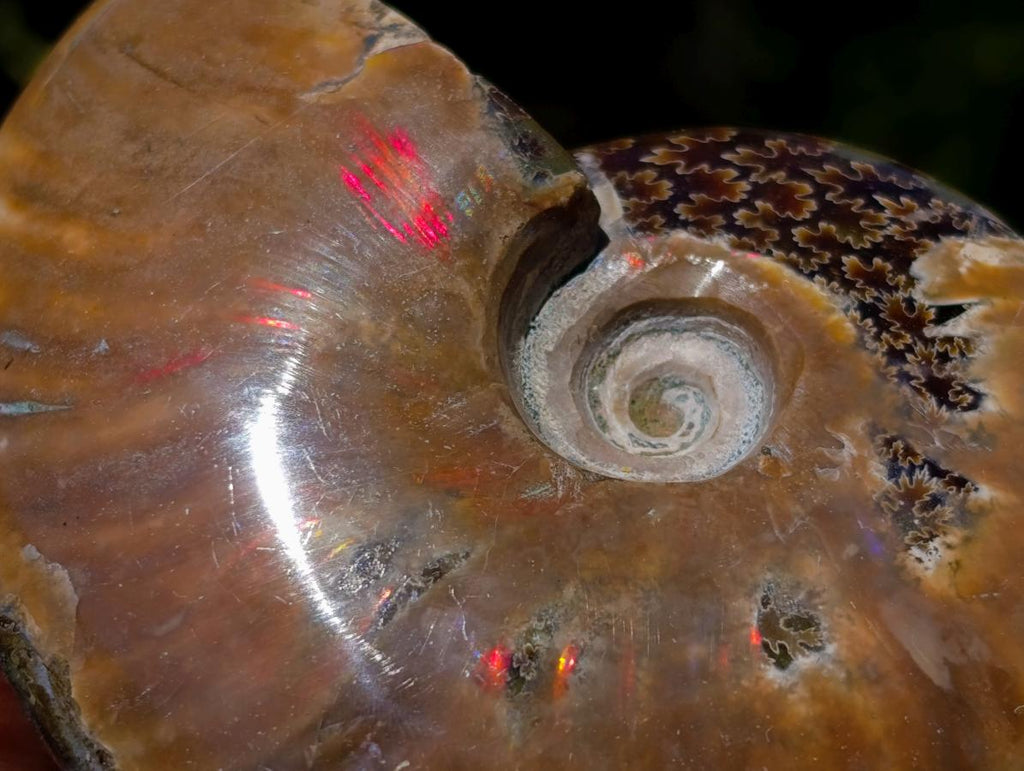 Polished Opalized Cleoniceras Ammonite Fossils x 3 From Tulear, Madagascar