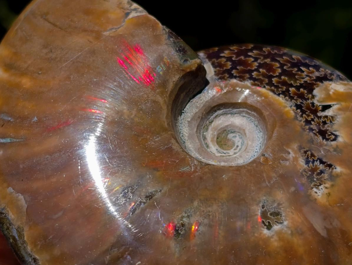 Polished Opalized Cleoniceras Ammonite Fossils x 3 From Tulear, Madagascar