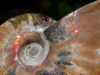 Polished Opalized Cleoniceras Ammonite Fossils x 3 From Tulear, Madagascar
