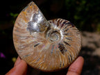Polished Opalized Cleoniceras Ammonite Fossils x 3 From Tulear, Madagascar