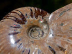 Polished Opalized Cleoniceras Ammonite Fossils x 3 From Tulear, Madagascar