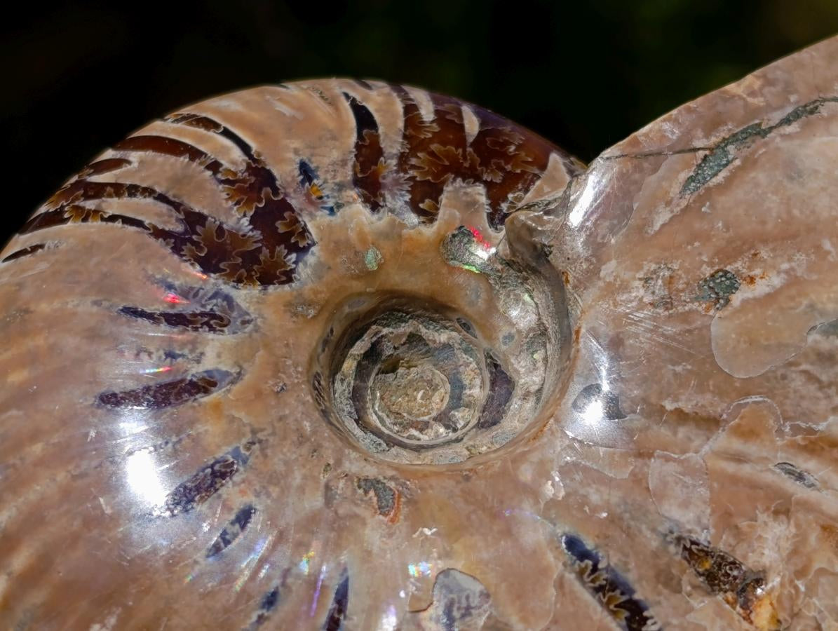 Polished Opalized Cleoniceras Ammonite Fossils x 3 From Tulear, Madagascar