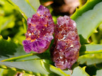 Natural Dark Purple Amethyst Quartz Crystal Plates x 70 From Boekenhouthoek, South Africa - Toprock Gemstones and Minerals 