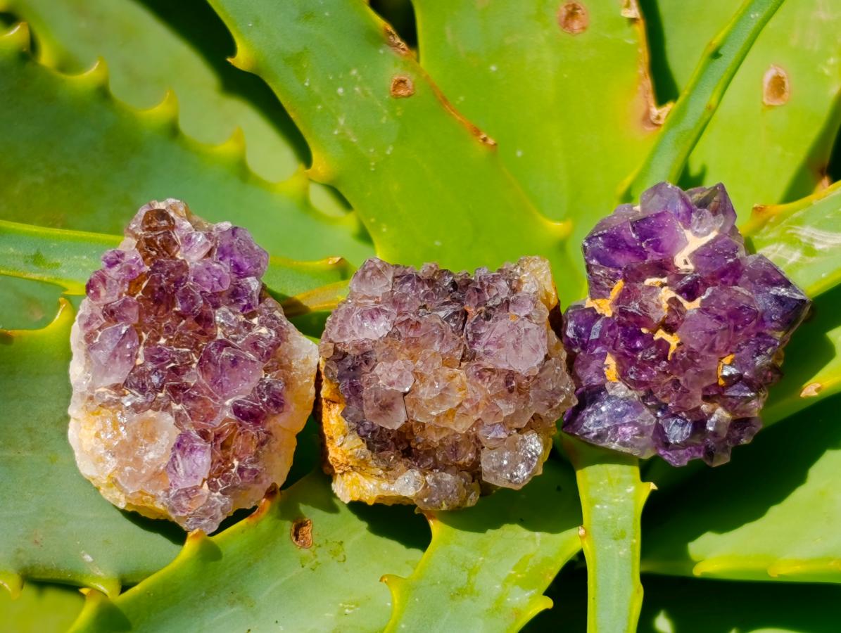 Natural Dark Purple Amethyst Quartz Crystal Plates x 70 From Boekenhouthoek, South Africa - Toprock Gemstones and Minerals 