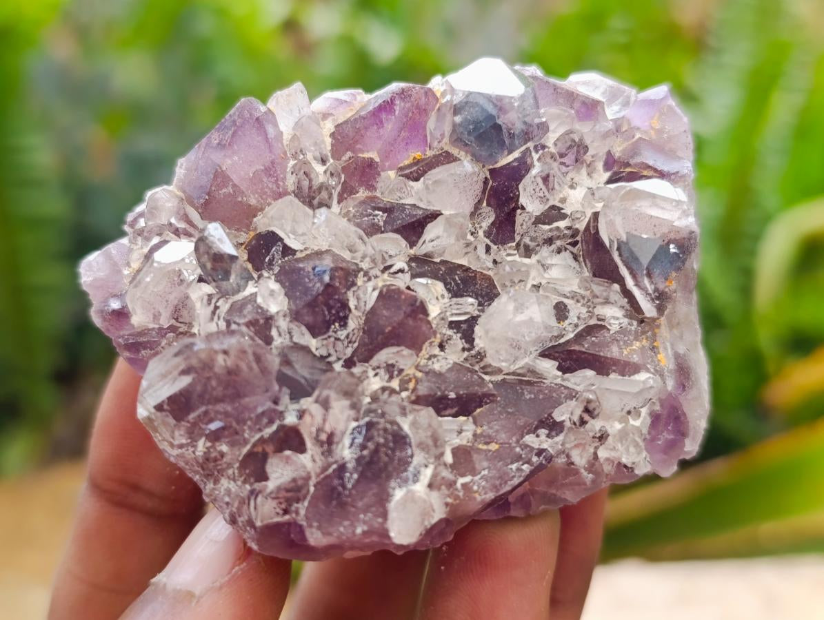 Natural Rare Amethyst Asylum Quartz Clusters x 12 From Luena, Congo