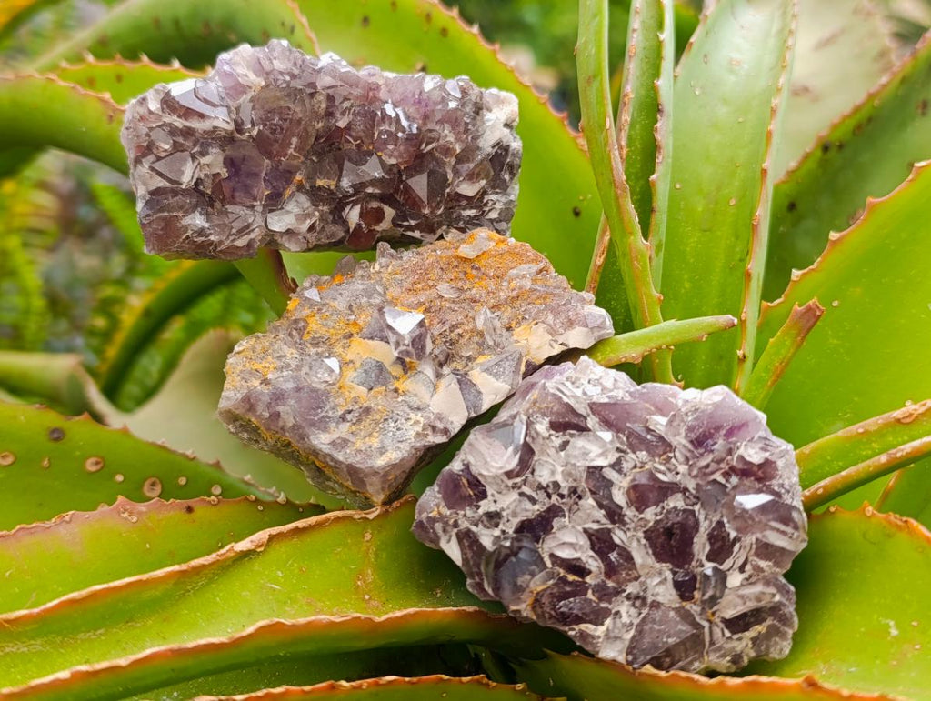 Natural Rare Amethyst Asylum Quartz Clusters x 12 From Luena, Congo