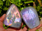 Polished Rare Purple Sunset Flash Labradorite Standing Free Forms x 12 From Madagascar - Toprock Gemstones and Minerals 