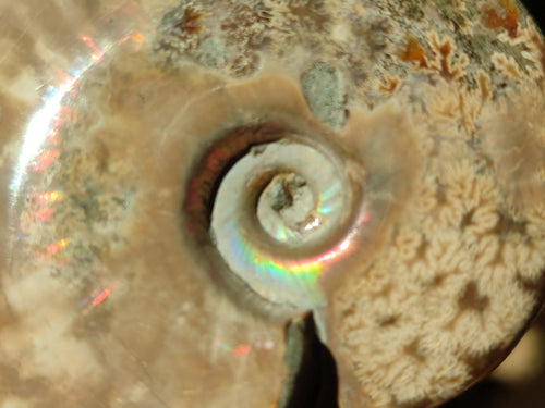 Polished Opalized Cleoniceras Ammonite Fossils x 3 From Tulear, Madagascar - Toprock Gemstones and Minerals 