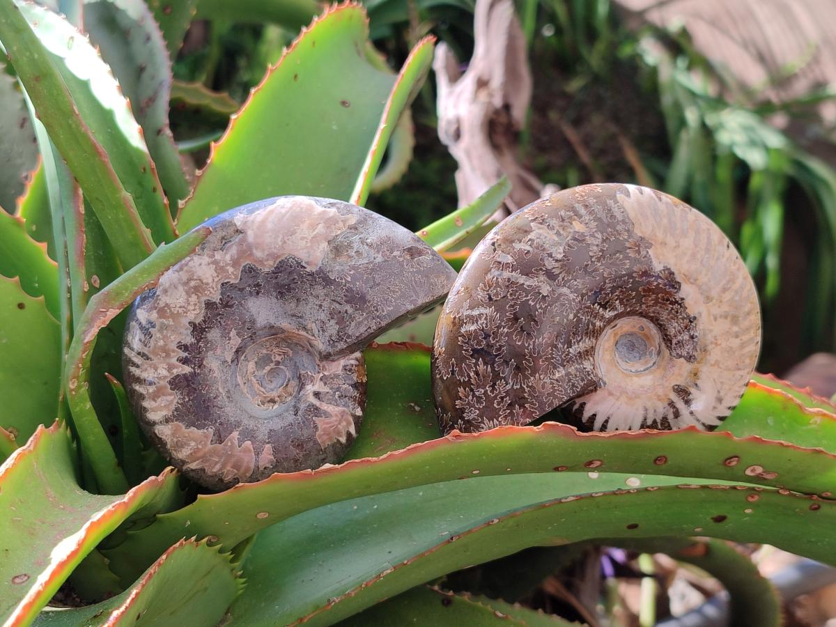 Polished Opalized Cleoniceras Ammonite Fossils x 3 From Tulear, Madagascar - Toprock Gemstones and Minerals 