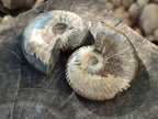 Polished Opalized Cleoniceras Ammonite Fossils x 3 From Tulear, Madagascar - Toprock Gemstones and Minerals 