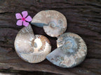Polished Opalized Cleoniceras Ammonite Fossils x 3 From Tulear, Madagascar - Toprock Gemstones and Minerals 