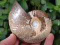 Polished Opalized Cleoniceras Ammonite Fossils x 3 From Tulear, Madagascar - Toprock Gemstones and Minerals 