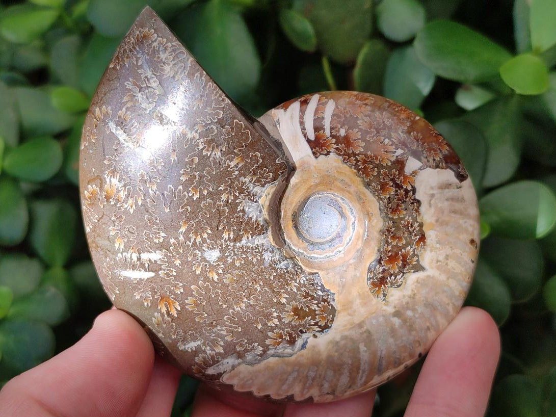 Polished Opalized Cleoniceras Ammonite Fossils x 3 From Tulear, Madagascar