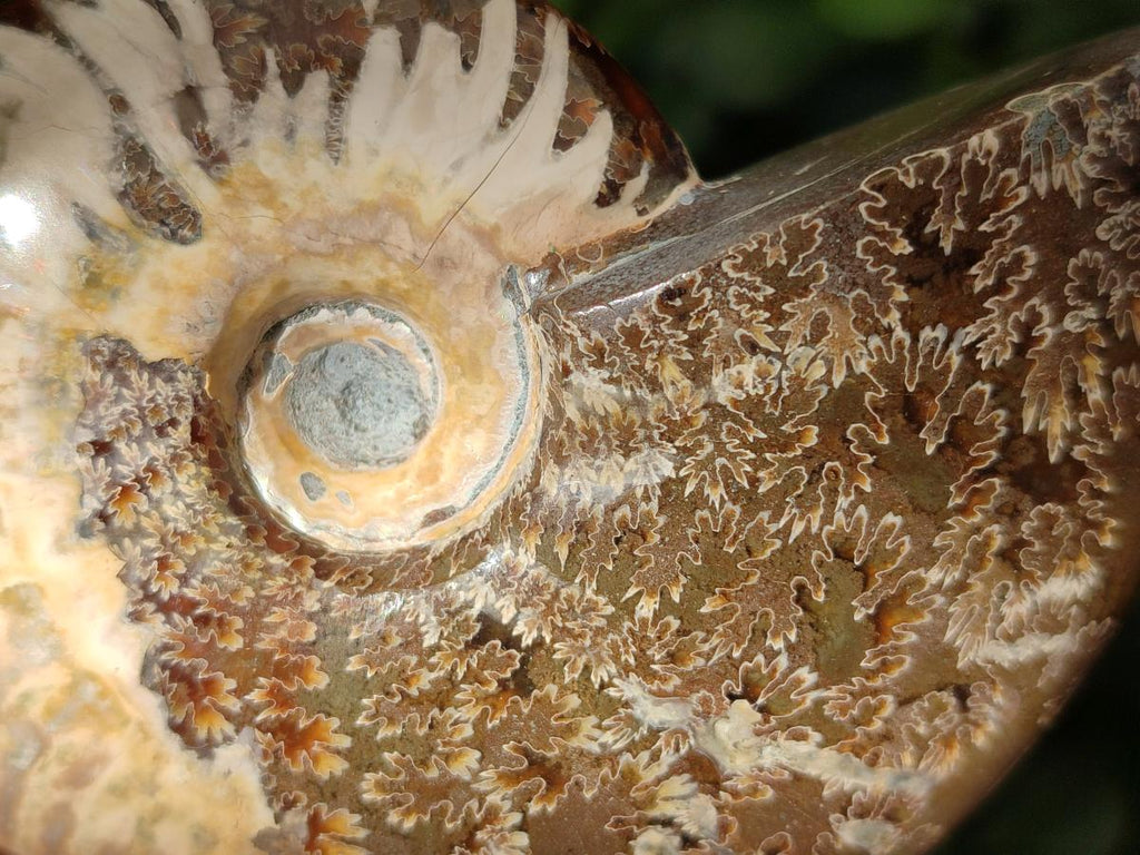 Polished Opalized Cleoniceras Ammonite Fossils x 3 From Tulear, Madagascar - Toprock Gemstones and Minerals 