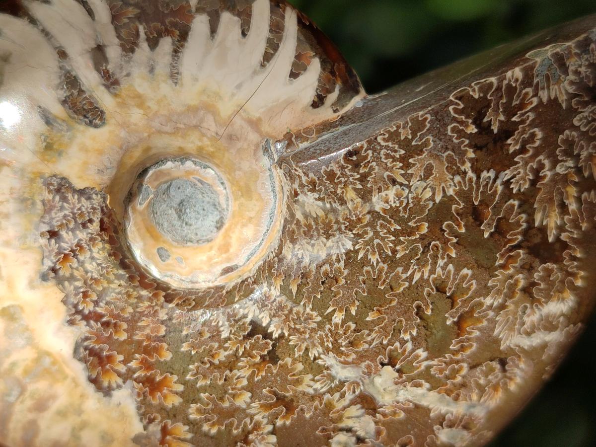 Polished Opalized Cleoniceras Ammonite Fossils x 3 From Tulear, Madagascar - Toprock Gemstones and Minerals 