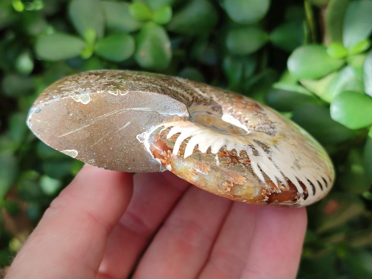 Polished Opalized Cleoniceras Ammonite Fossils x 3 From Tulear, Madagascar - Toprock Gemstones and Minerals 