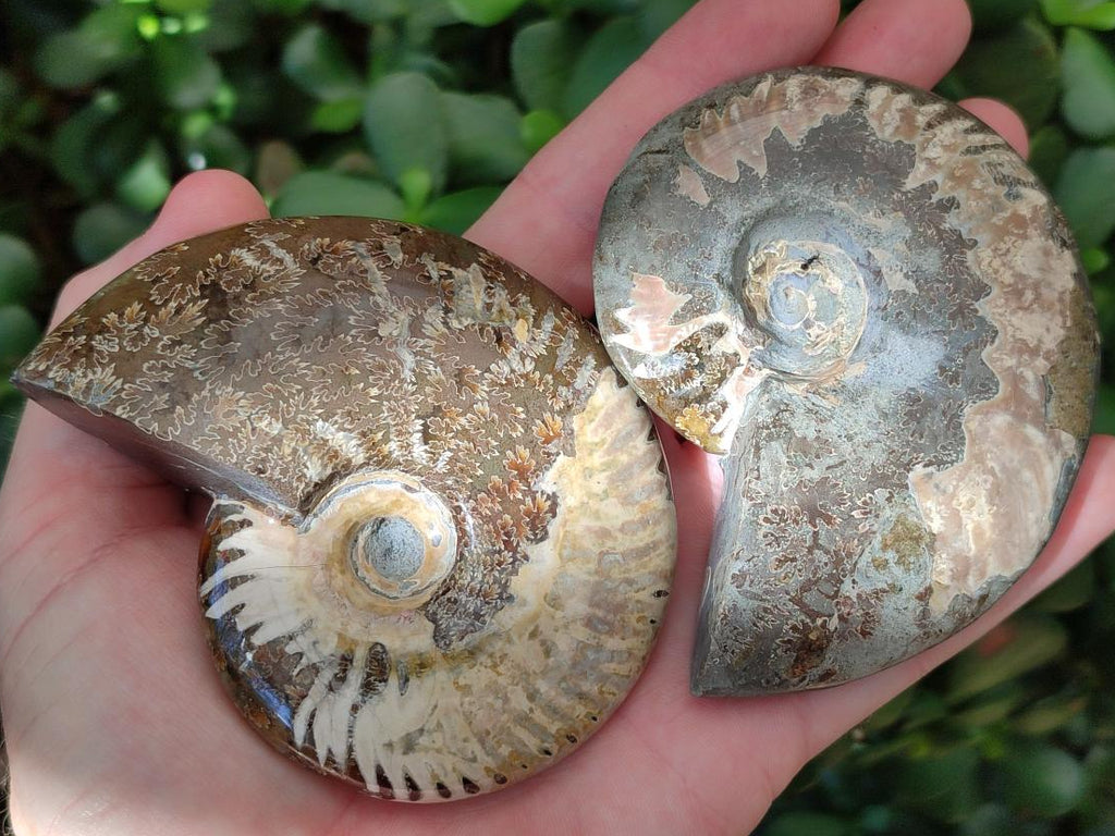 Polished Opalized Cleoniceras Ammonite Fossils x 3 From Tulear, Madagascar - Toprock Gemstones and Minerals 