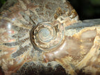 Polished Opalized Cleoniceras Ammonite Fossils x 3 From Tulear, Madagascar - Toprock Gemstones and Minerals 