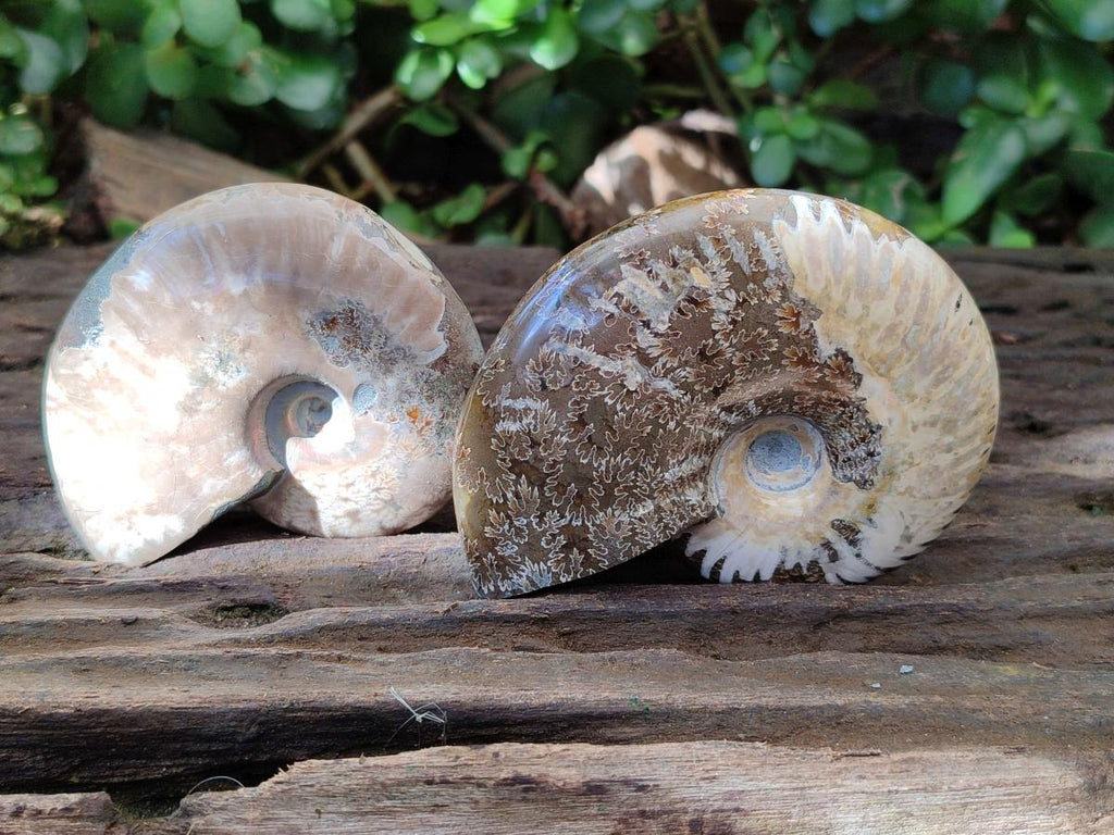 Polished Opalized Cleoniceras Ammonite Fossils x 3 From Tulear, Madagascar - Toprock Gemstones and Minerals 