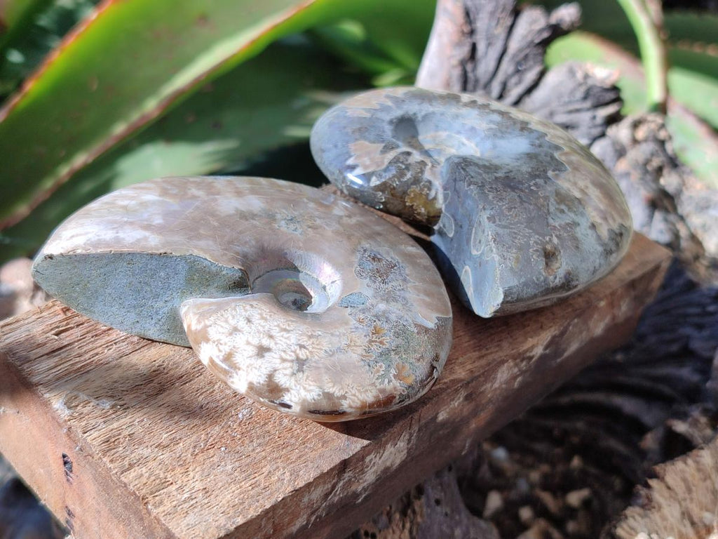 Polished Opalized Cleoniceras Ammonite Fossils x 3 From Tulear, Madagascar - Toprock Gemstones and Minerals 