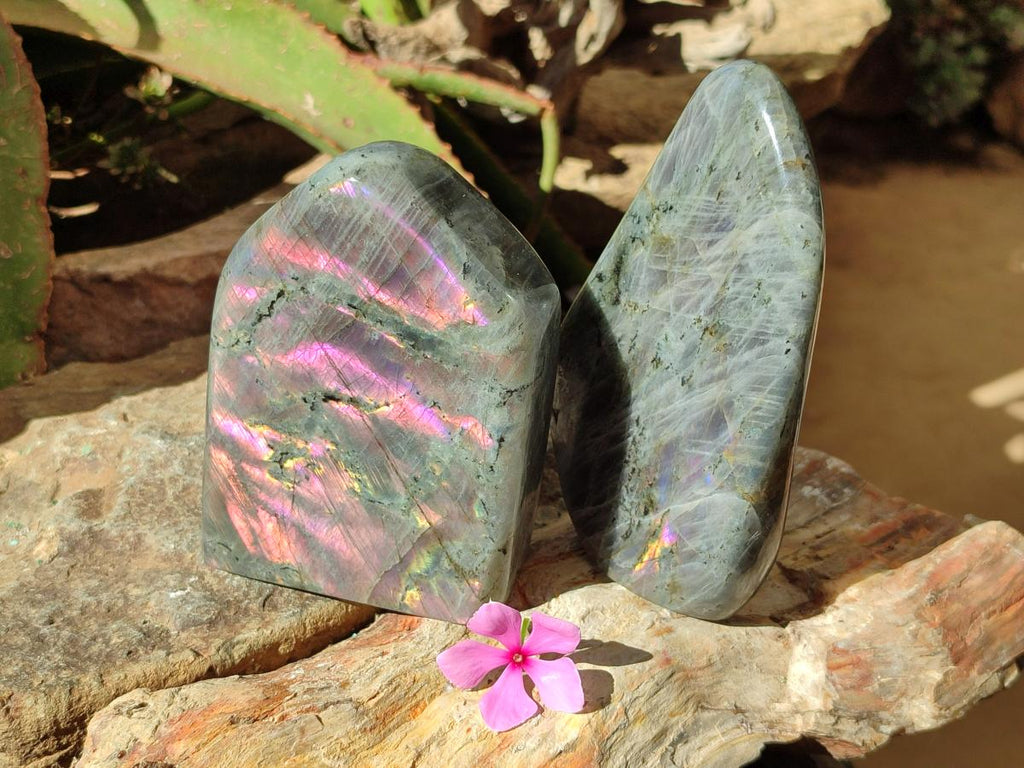 Polished Rare Purple Sunset Flash Labradorite Standing Free Forms x 2 From Madagascar
