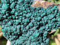 Natural Botryoidal Malachite Specimens x 6 From Congo