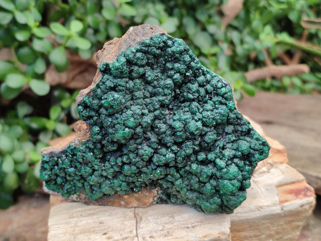 Natural Botryoidal Malachite Specimens x 6 From Congo