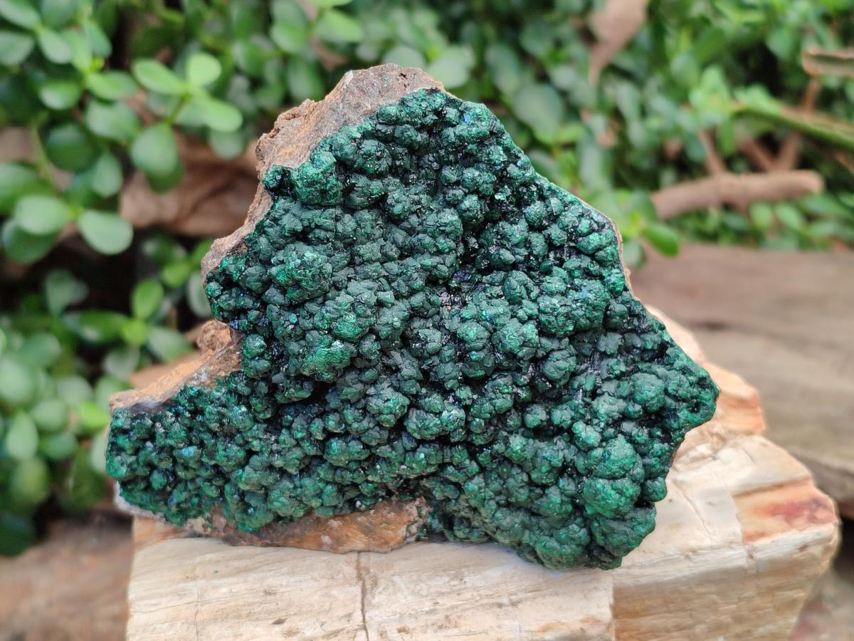 Natural Botryoidal Malachite Specimens x 6 From Congo