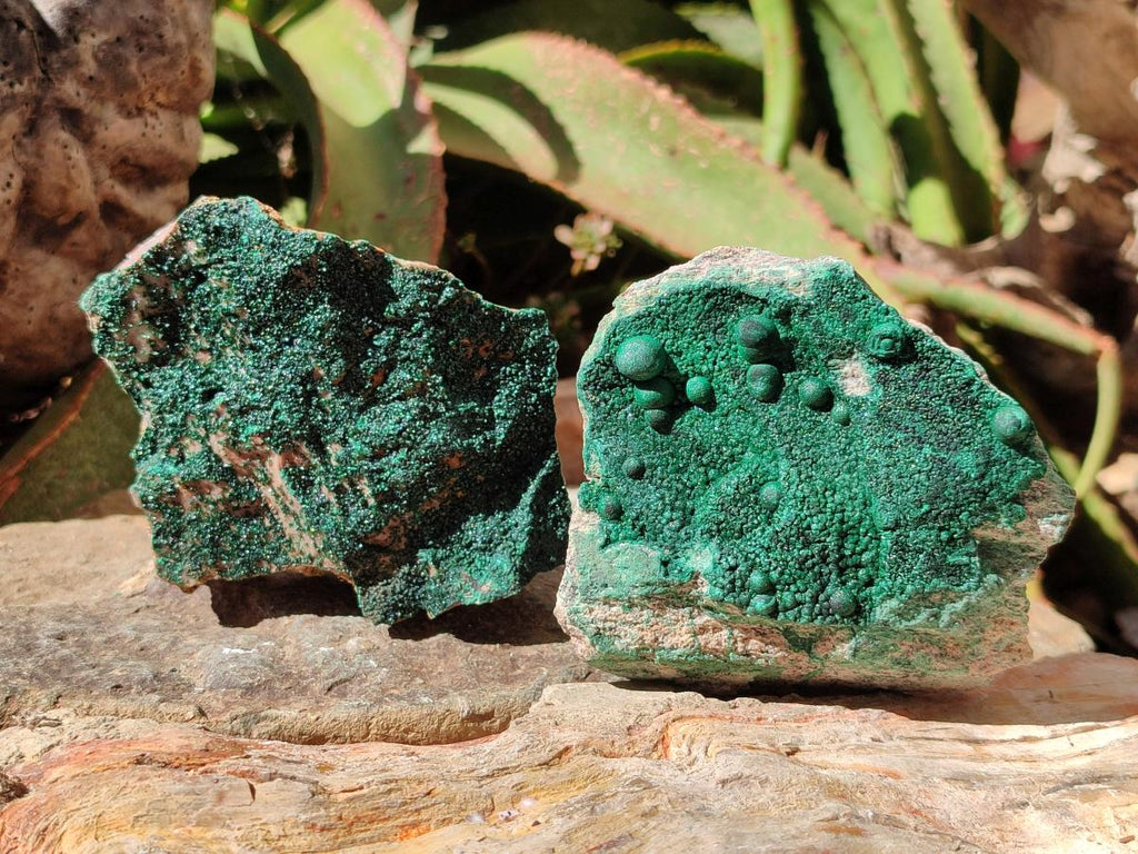 Natural Botryoidal Malachite Specimens x 6 From Congo
