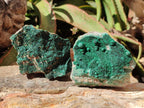 Natural Botryoidal Malachite Specimens x 6 From Congo