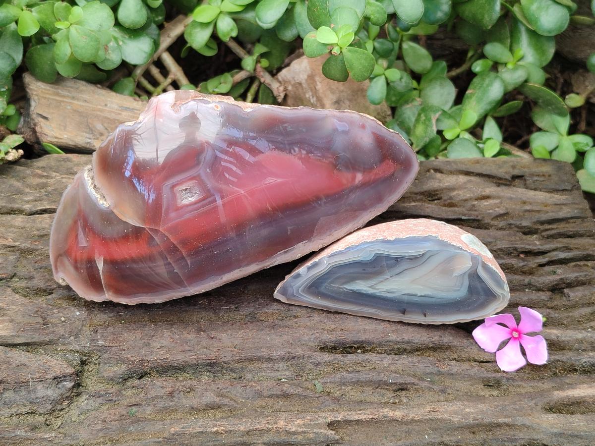 Polished One Side Red Shashe River Agate Nodules x 2 From Shashe River, Zimbabwe - Toprock Gemstones and Minerals 