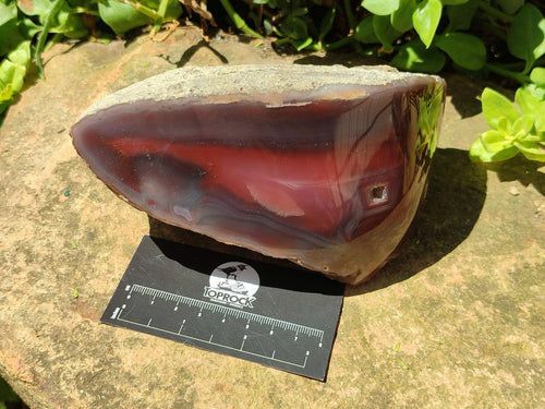 Polished One Side Red Shashe River Agate Nodules x 2 From Shashe River, Zimbabwe - Toprock Gemstones and Minerals 