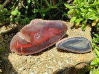 Polished One Side Red Shashe River Agate Nodules x 2 From Shashe River, Zimbabwe - Toprock Gemstones and Minerals 