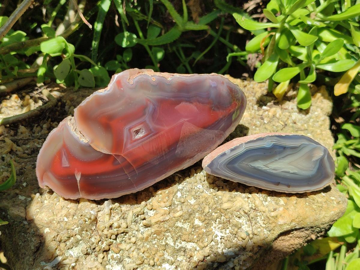 Polished One Side Red Shashe River Agate Nodules x 2 From Shashe River, Zimbabwe - Toprock Gemstones and Minerals 