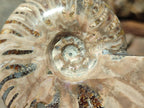 Polished Cleoniceras Ammonite Fossils x 2 From Tulear, Madagascar - Toprock Gemstones and Minerals 