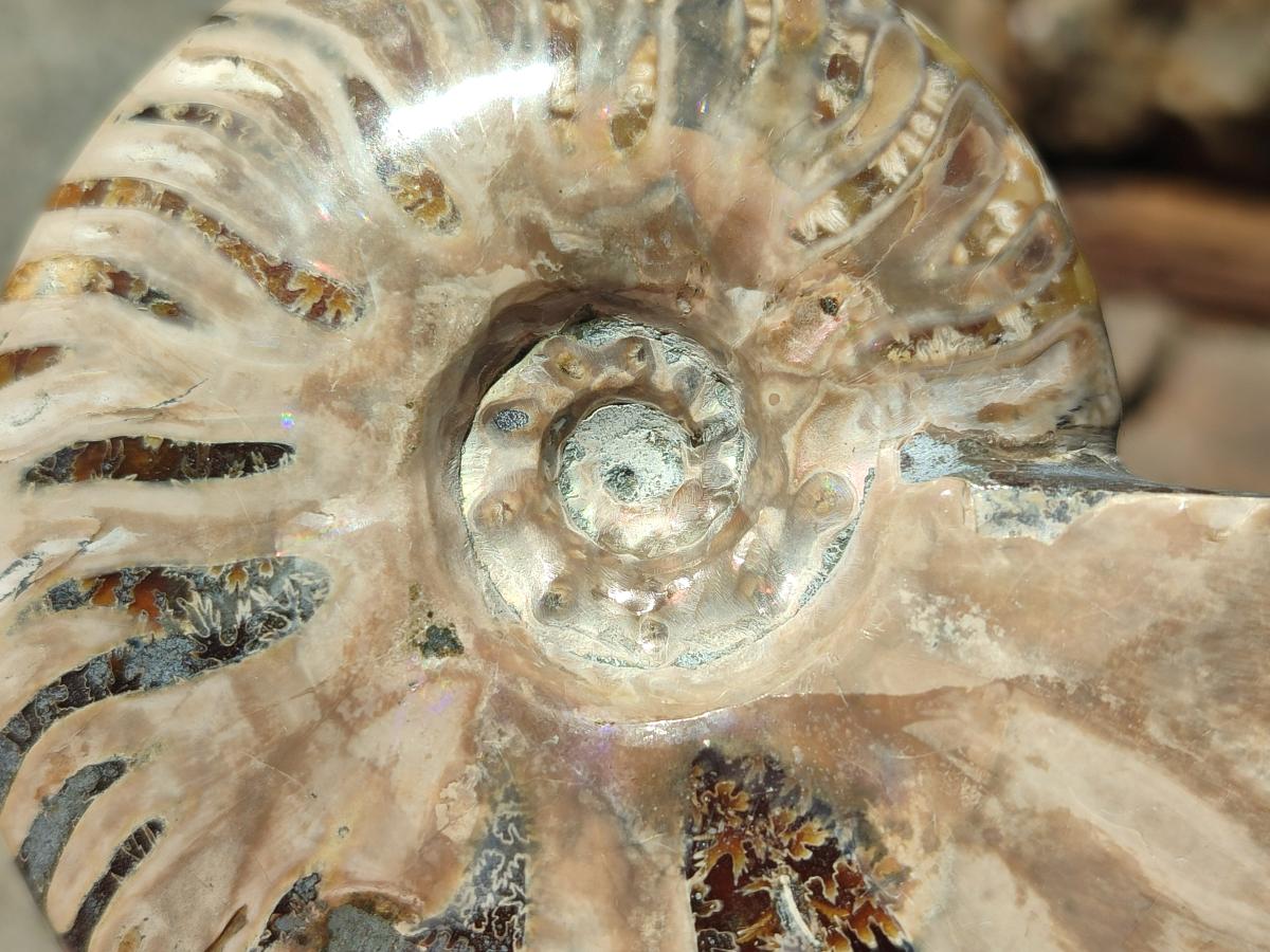 Polished Cleoniceras Ammonite Fossils x 2 From Tulear, Madagascar - Toprock Gemstones and Minerals 