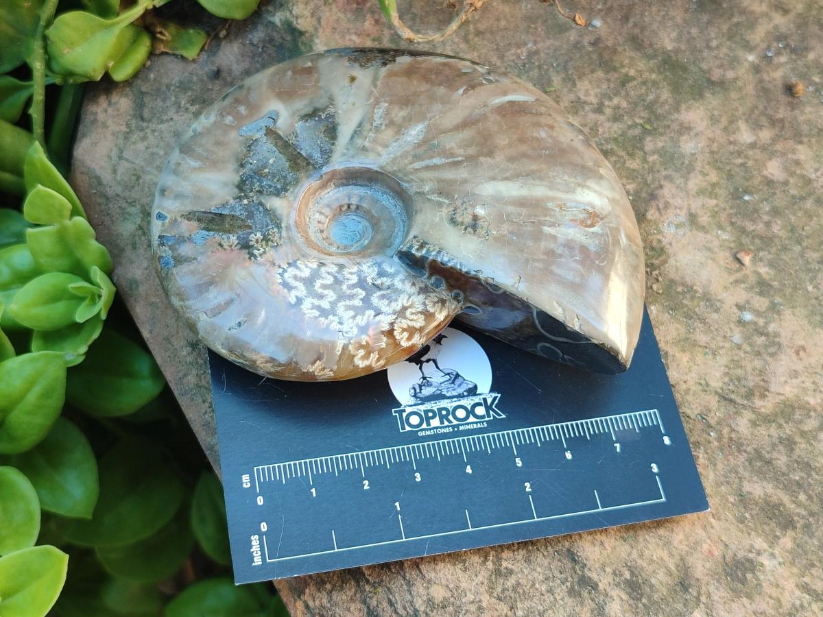 Polished Cleoniceras Ammonite Fossils x 2 From Tulear, Madagascar - Toprock Gemstones and Minerals 